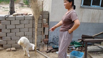 animais, china, ovelha, aberração, duas patas, pernas