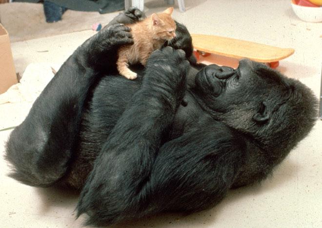 Koko é uma gorila estadunidense que aprendeu linguagem de sinais. Certa vez, ela pediu a seus treinadores um gato como presente de aniversário e ficou frustrada ao receber um bicho de pelúcia. Quando, no ano seguinte, ela ganhou um gatinho de verdade, o batizou de All Ball ("todo bola", por causa da forma do filhote). Koko se mostrou uma mãe muito cuidadosa e ficou deprimida quando All Ball morreu atropelado, em 1984. Depois, ela adotou os bichanos Lipstick (foto) e Smokey. 