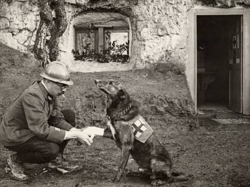 Soldado enfaixando patinha de cachorro da Cruz Vermelha ferido na guerra