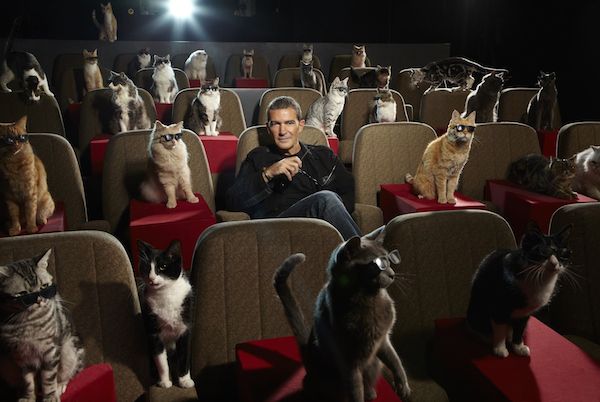 Cinema para gatos 