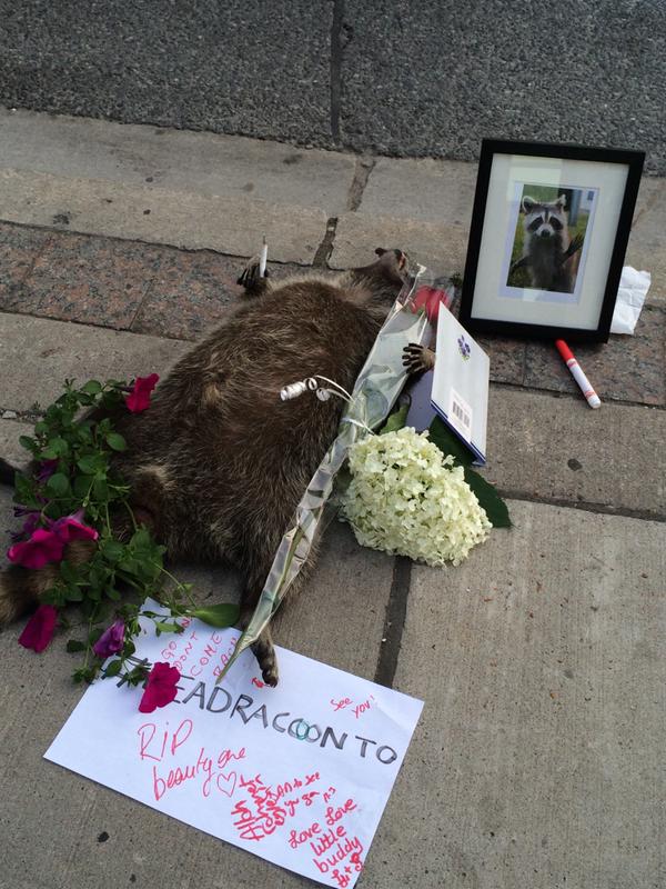 Guaxinim ganha memorial em calçada no Canadá