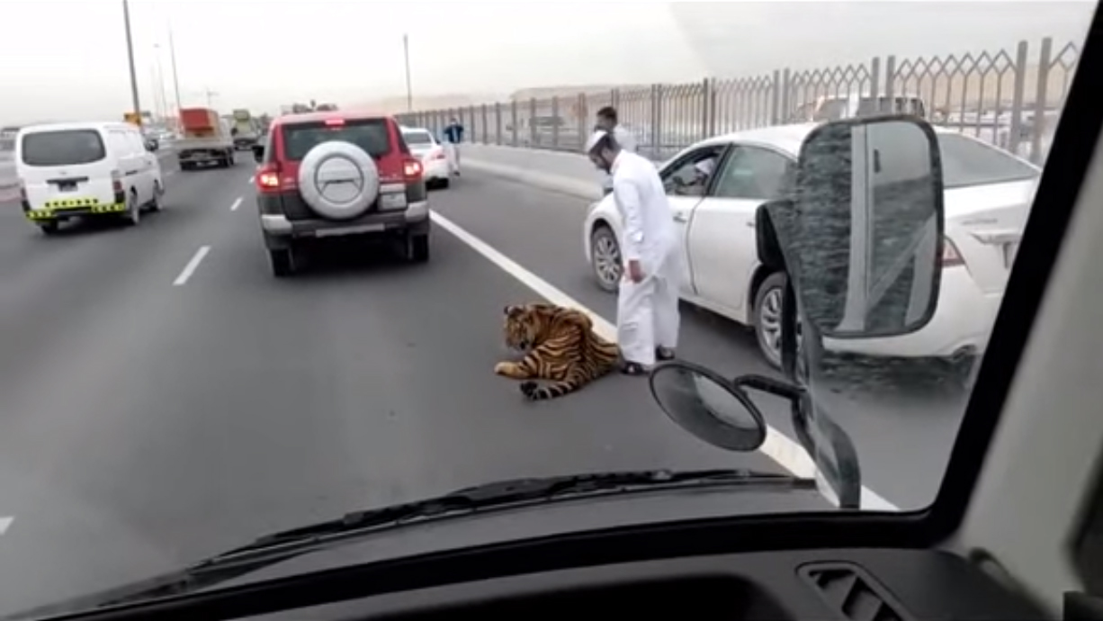 Tigre passeia tranquilamente por estrada do Catar