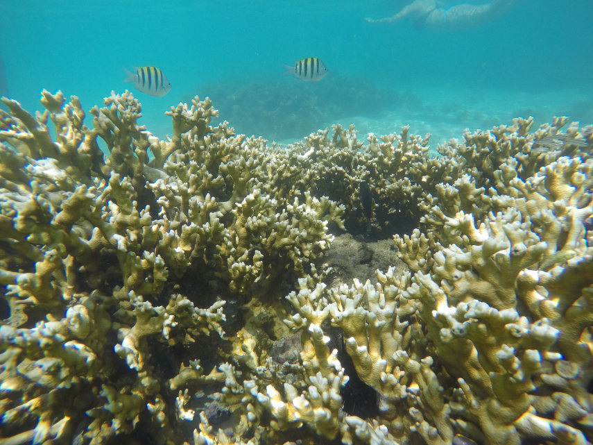 Com a água morna e transparente na altura dos joelhos, é possível observar os recifes de corais e a vida marinha