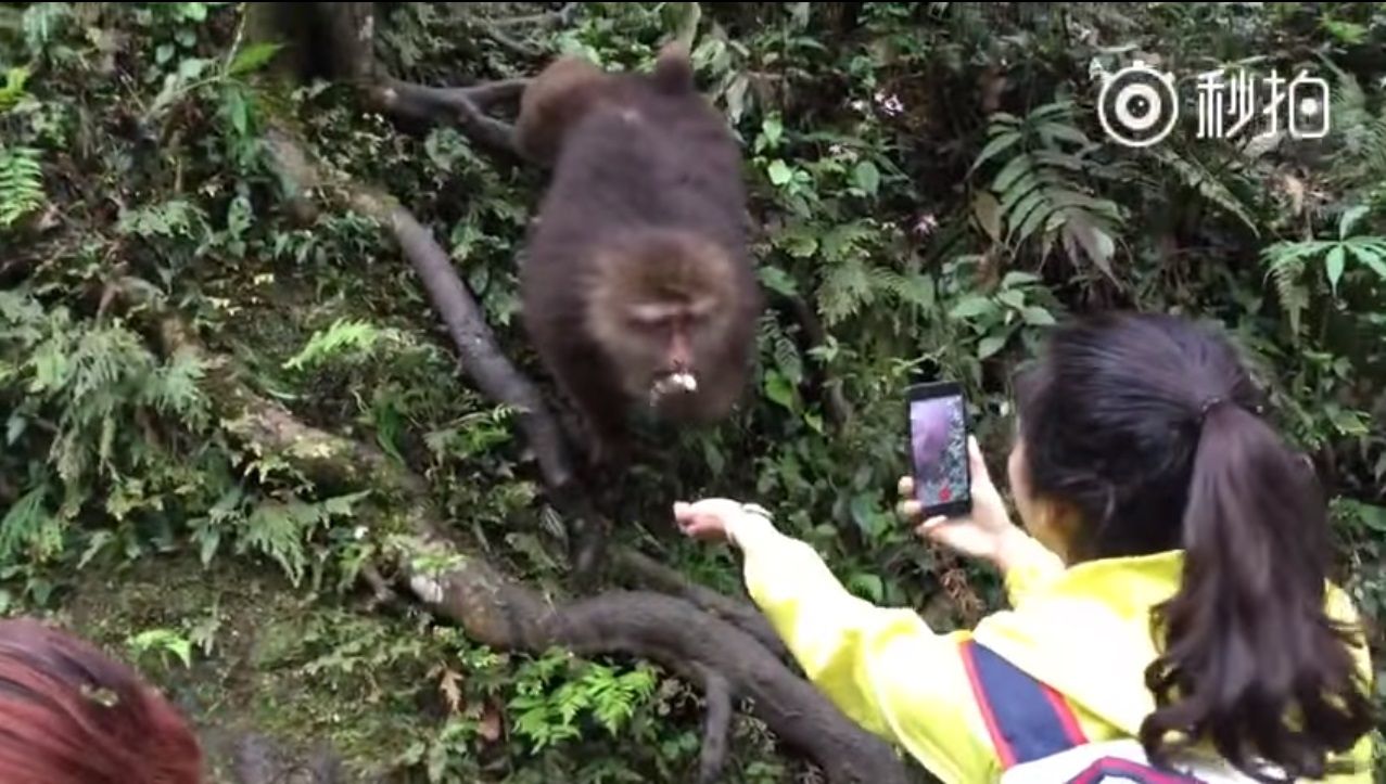 Macaco rouba celular de turista após pegar todos os amendoins
