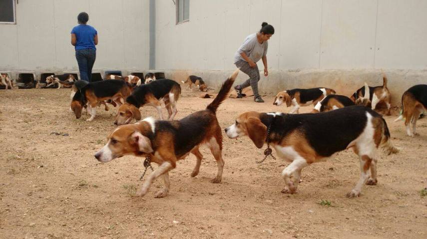 Beagles resgatados