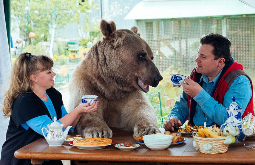 Há 23 anos, Svetlana e Yuriy Panteleenko adotaram o pequeno Stepan, um urso órfão de apenas três meses
