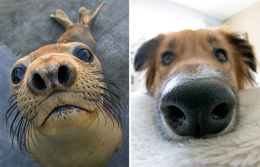 Cães compartilham um monte de características semelhantes com as focas. Os dois são considerados Caniformes e provêm da mesma subordem
