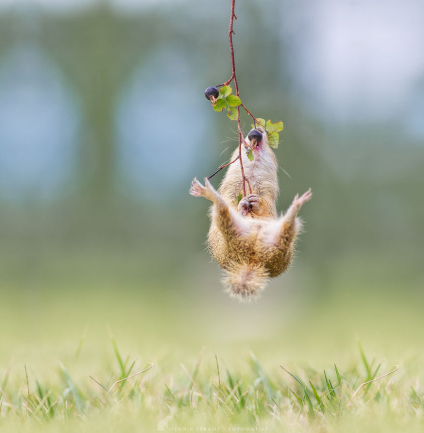 O fotógrafo alemão Henrik Spranz otografar a rotina dos esquilos em seu habitat natural