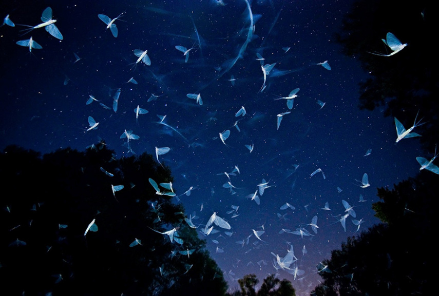 'Swarming Under The Stars', de Imre Potyó, da Hungria