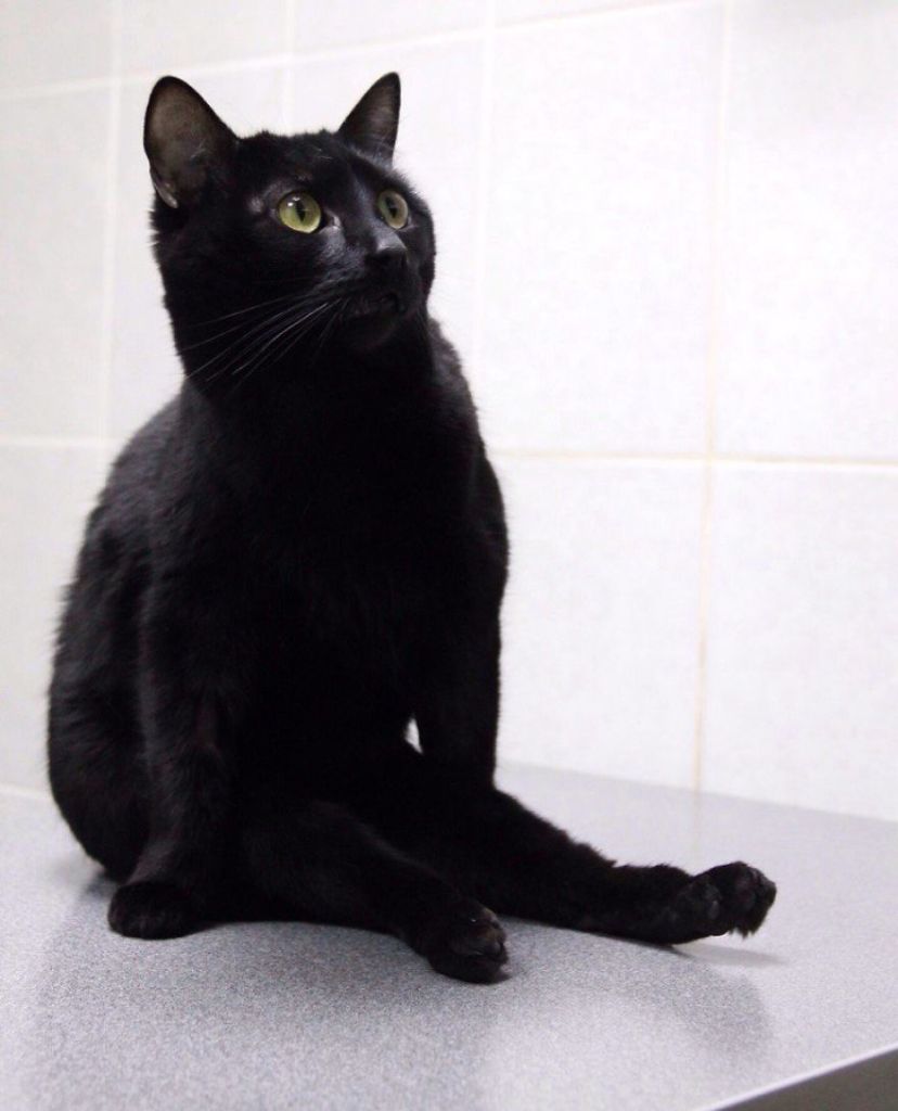 Lucifer, mais conhecido como Luc, é um gato que vive em uma clínica veterinária em Perm, na Rússia. Ele sofreu um dano na espinha dorsal e não consegue mais andar