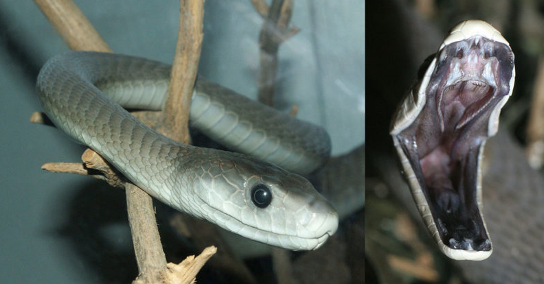 Mamba negra é uma das serpentes mais venenosas do mundo