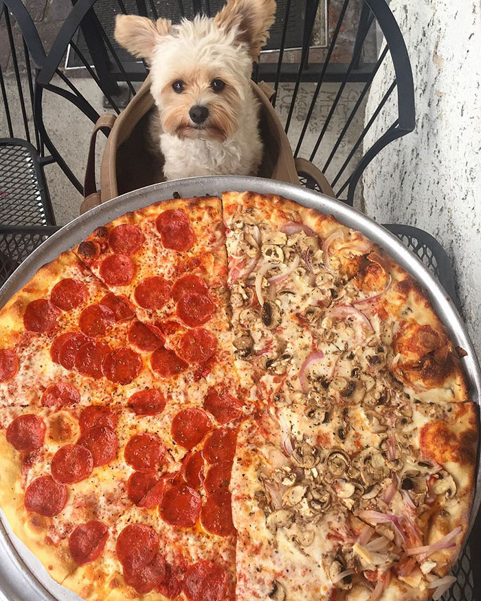 Popeye foi resgatado das ruas por Ivy Diep e agora se diverte em restaurantes. Ele virou uma web celebridade