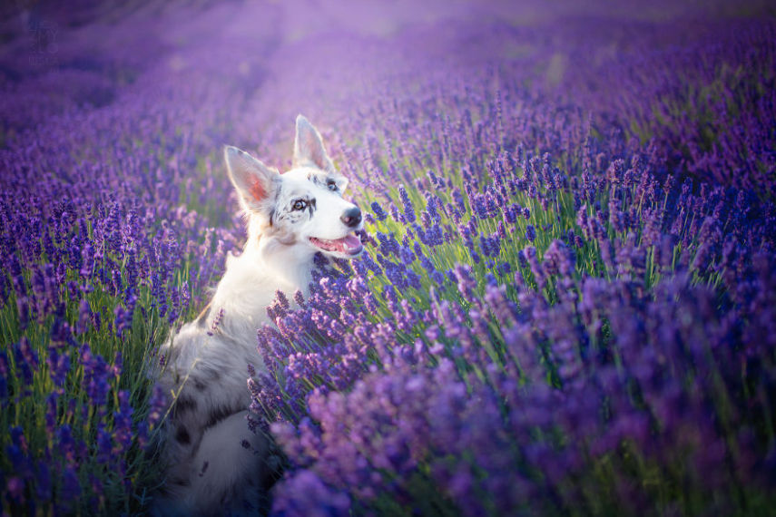 Fotógrafa leva cachorros a campo de lavandas