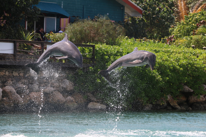 Uma experiência única de mergulho com golfinhos.