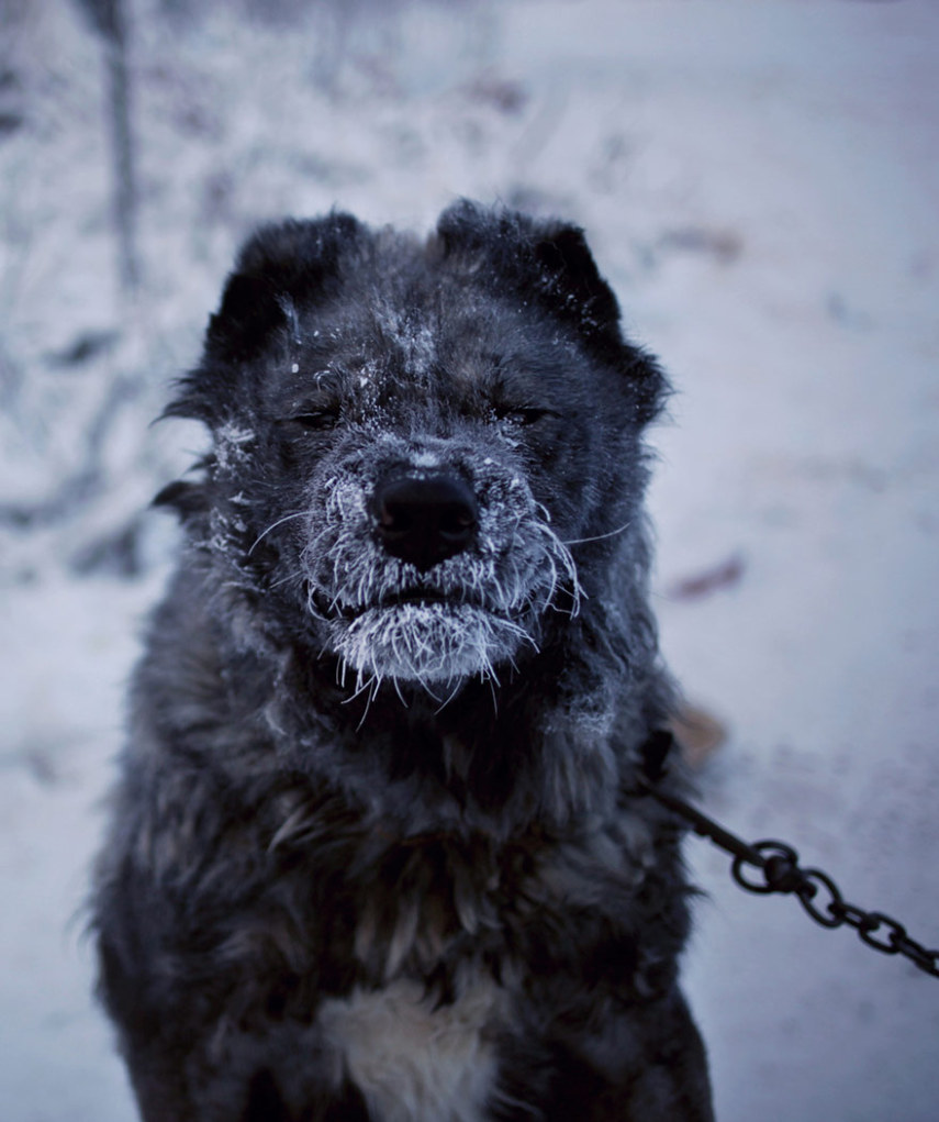 Oymyakon, Rússia, é o vilarejo mais frio da Terra. Geralmente, no mês de Janeiro, a média de temperatura fica por volta de -50º. O fotógrafo Amos Chapple decidiu fotografar o dia a dia por lá