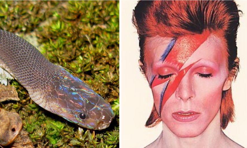 Parafimbrios lao, a cobra Ziggy Stardust Snake e David Bowie como Ziggy Stardust