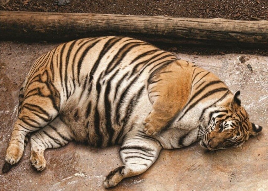 Tigres obesos na China