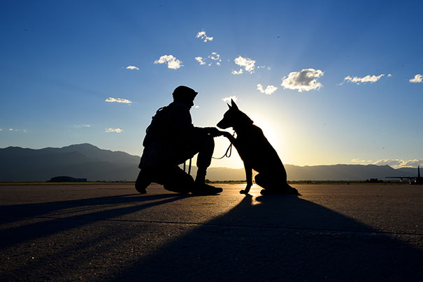 Cães heróis: a relação de soldados e seus animais de serviço