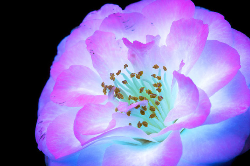 O fotógrafo Craig Burrows diz ter fotografado centenas de flores brilhantes desde 2014, usando a técnica fotografia de fluorescência visível induzida por ultravioleta