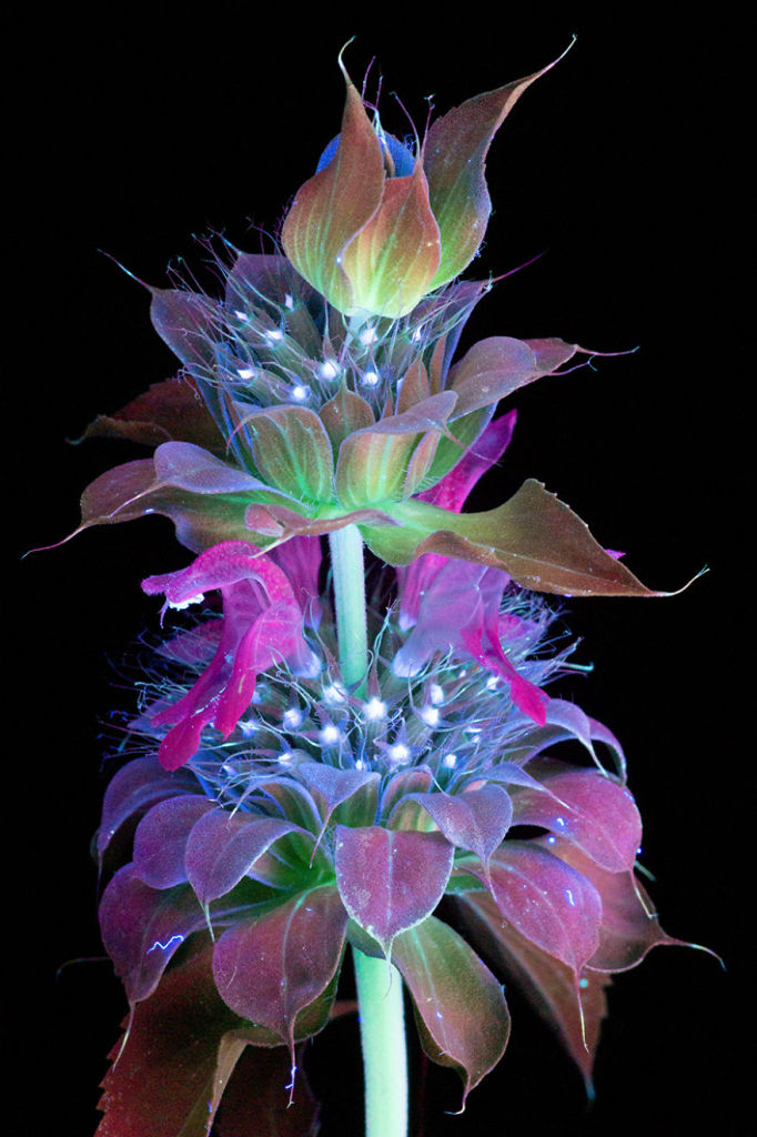 O fotógrafo Craig Burrows diz ter fotografado centenas de flores brilhantes desde 2014, usando a técnica fotografia de fluorescência visível induzida por ultravioleta