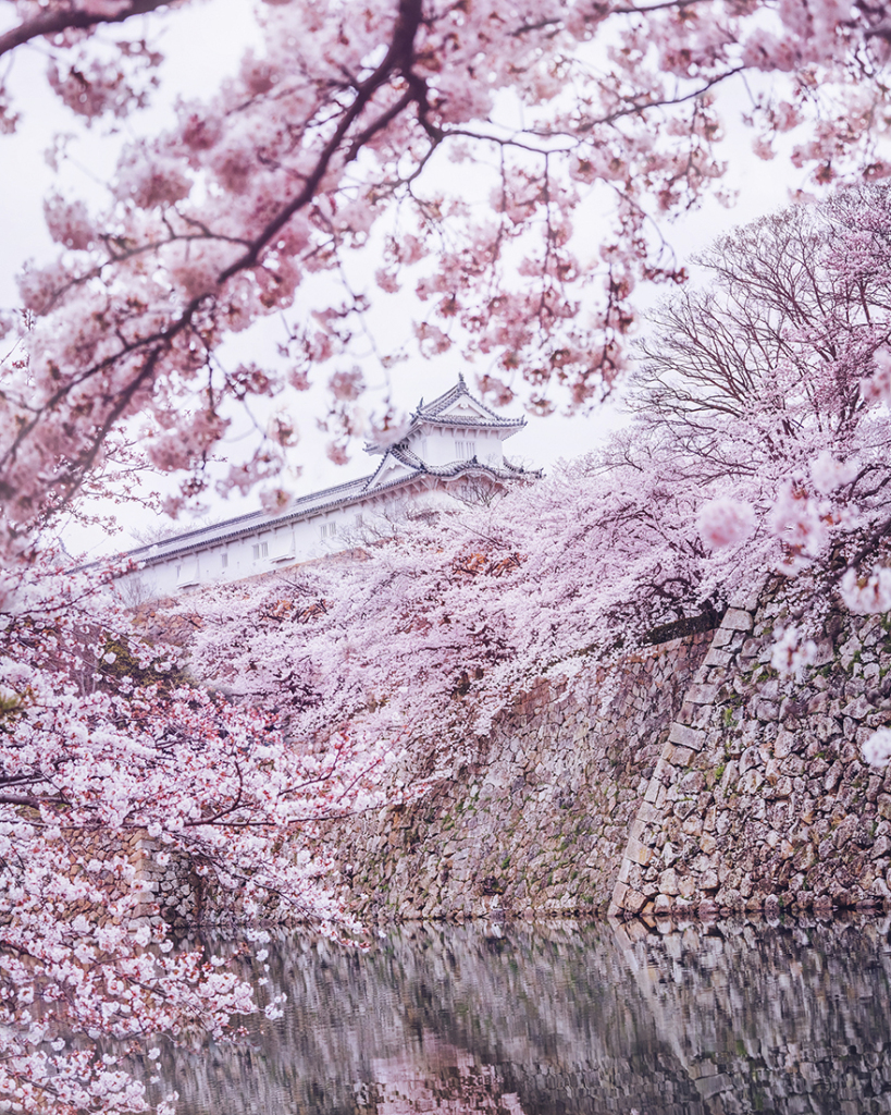 Fotógrafa russa revela esplendor do desabrochar da flor de cerejeira no Japão