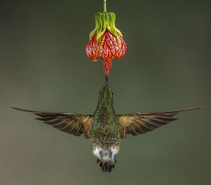 Concurso da National Geographic revela prévia de melhores fotos de natureza