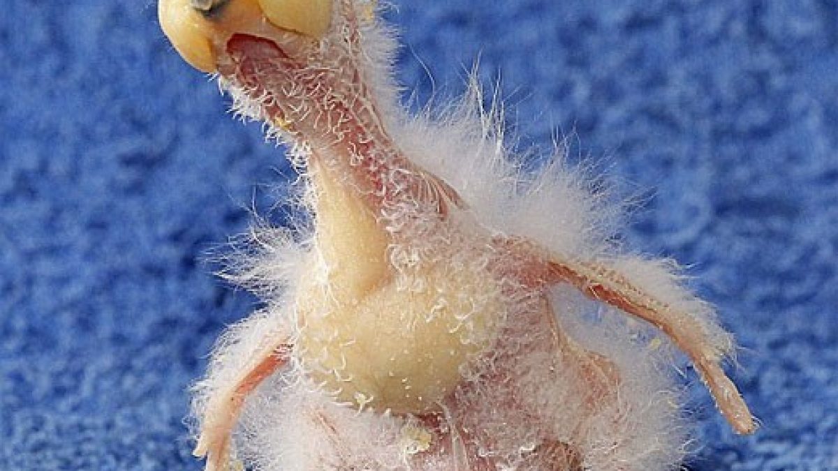 Filhote de papagaio pode “ganhar título” de pássaro mais feio do mundo –  Vírgula, image size:1200x675
