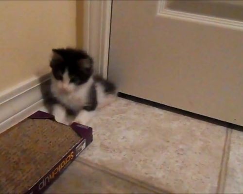 Gato com duas patas vira celebridade na internet