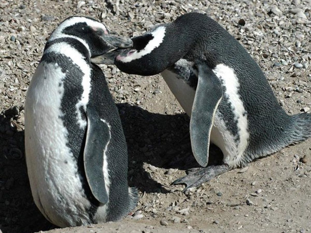 Pinguins encontrados no Litoral do RS passam por tratamento em universidade  de Rio Grande, Rio Grande do Sul