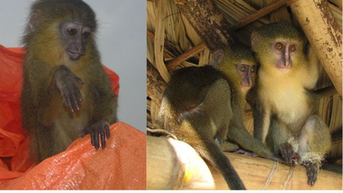 Lesula, nova espécie de macaco, é descoberta