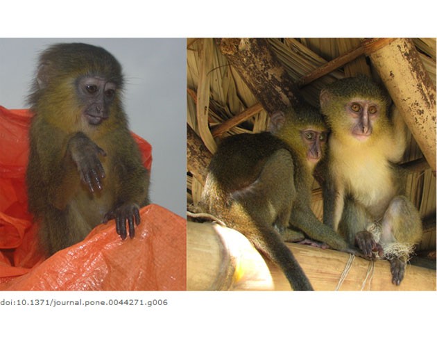 Fotógrafo divulga fotos de macacos em poses engraçadas – Vírgula