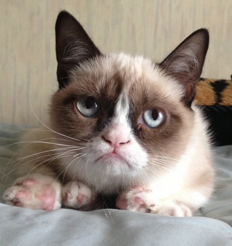 Grumpy Cat: gata rabugenta que virou meme na internet morre nos