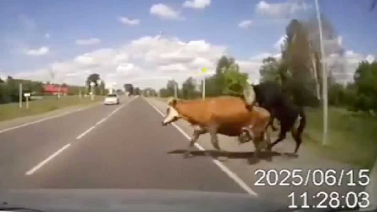 Sem querer, russo atropela vaca que acasalava no meio de estrada – Vírgula