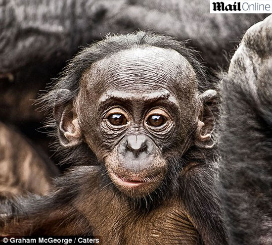 Lesula, nova espécie de macaco, é descoberta