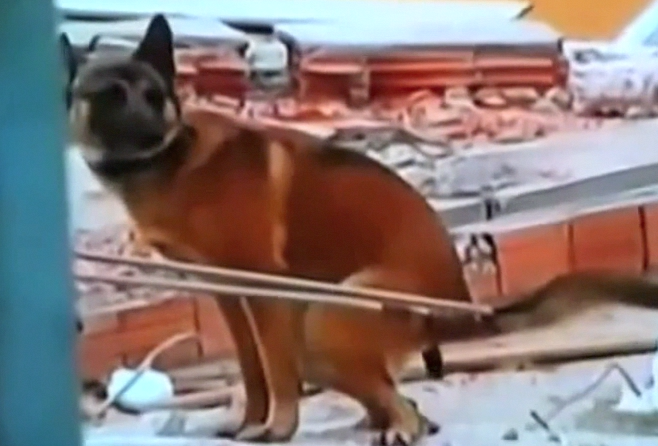 Cão farejador decide 'prestar homenagem' ao vivo na TV