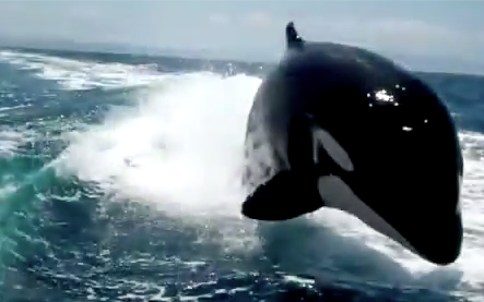 Assustadora, baleia orca persegue barco em alta velocidade