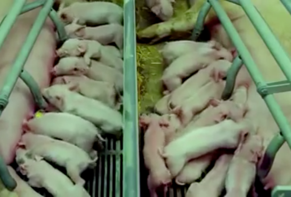 Se você não é vegetariano, vai virar após ver esse vídeo