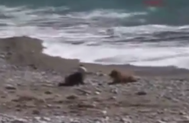 Cachorro se impõe e salva bebê de ondas do mar