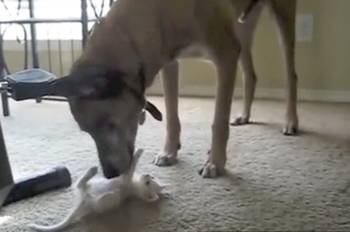 Cachorro da polícia aposentado vê gato pela primeira vez