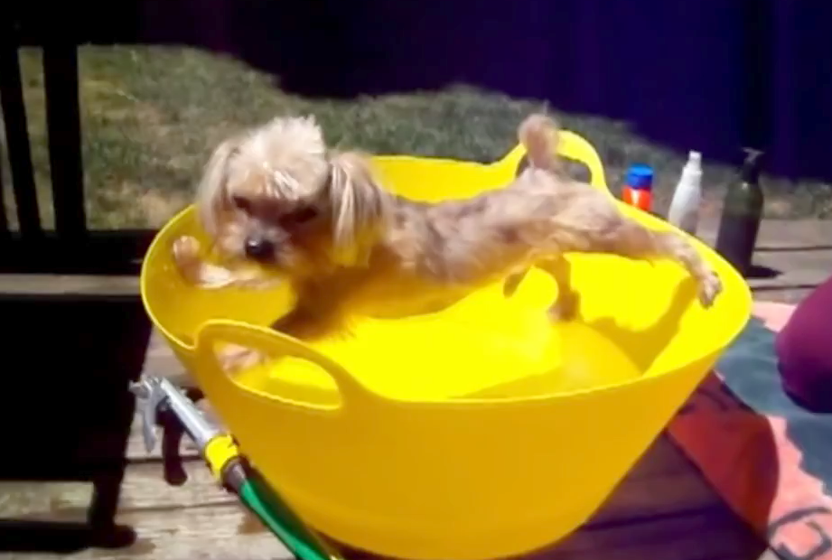 Cachorrinhos tentam fugir de banho a todo custo e geram vídeo engraçado