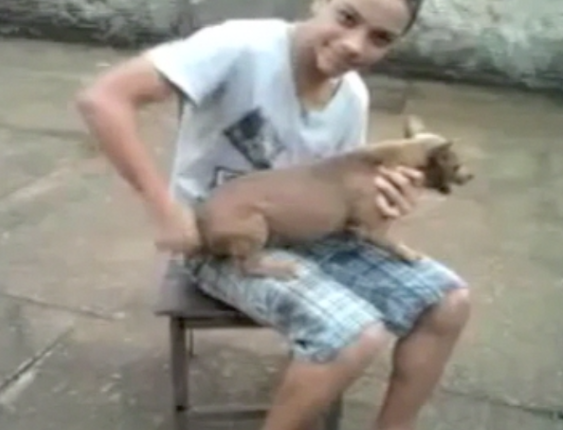 Cachorro vira a Beyblade mais poderosa que existe