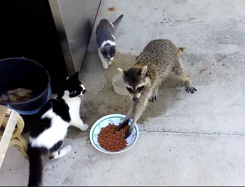 Animais são flagrados roubando a comida alheia; assista!