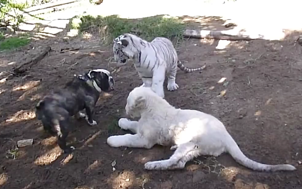 Bulldog sem noção brinca com seus "amiguinhos" em safári na África do Sul