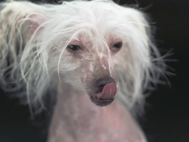 Cachorros sensualizam demais em câmera lenta; caia nessa tentação!