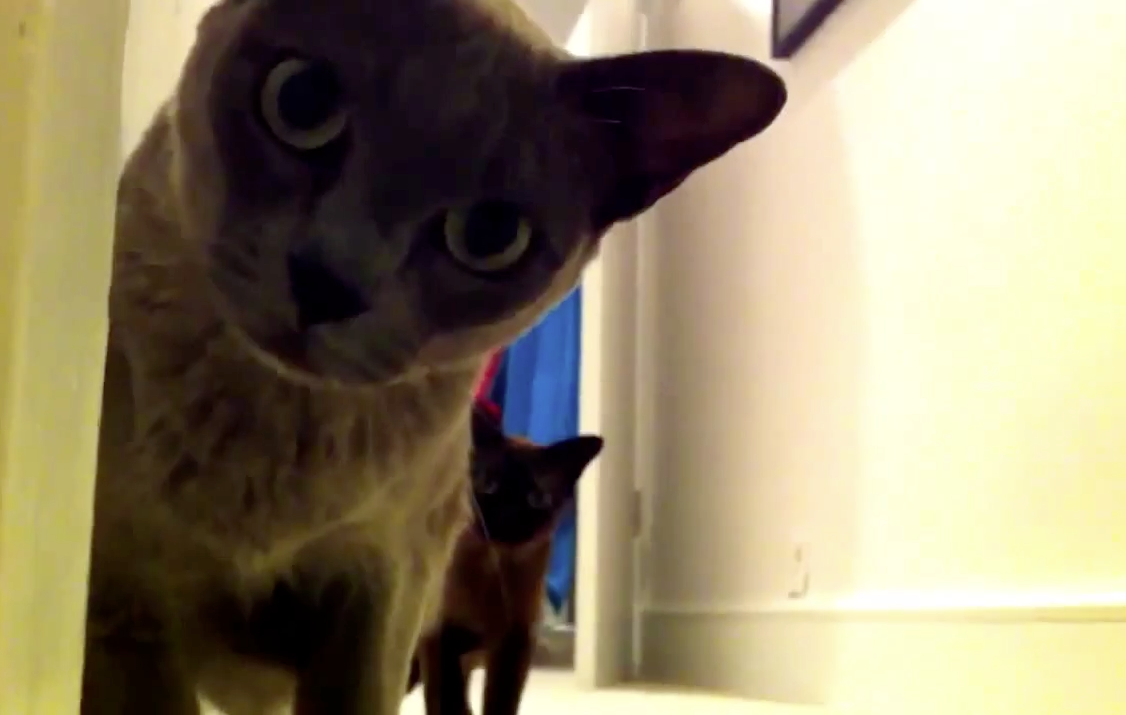 Vídeo mostra que gatos adoram perseguir seus donos de fininho