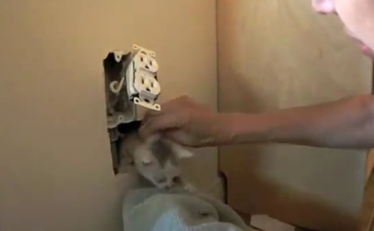 Gatinho é resgatado depois de passar tempão dentro da parede de casa