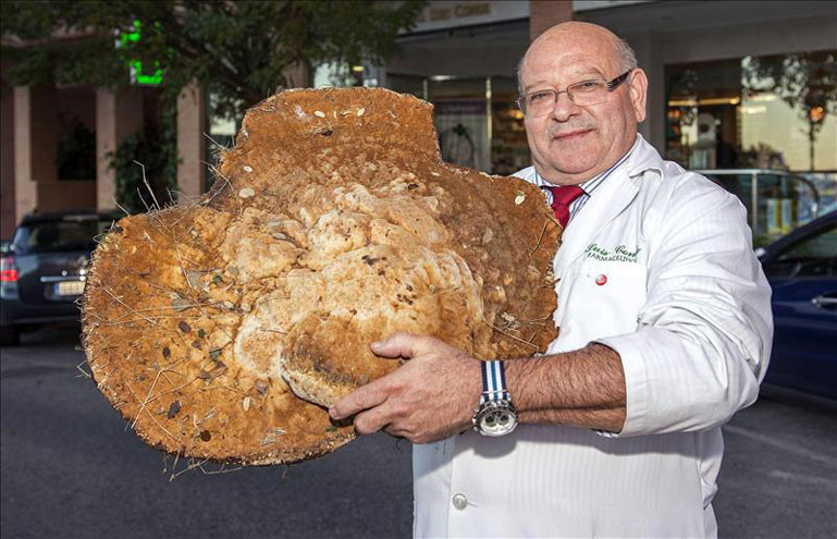 Homem encontra cogumelo gigante de mais de 12 quilos na Espanha