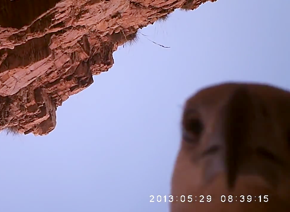 Gavião rouba câmera que filmava crocodilos e grava imagens de seu voo