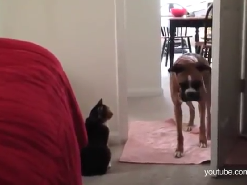 Vídeo mostra cachorros com medo de passar ao lado de gatinhos