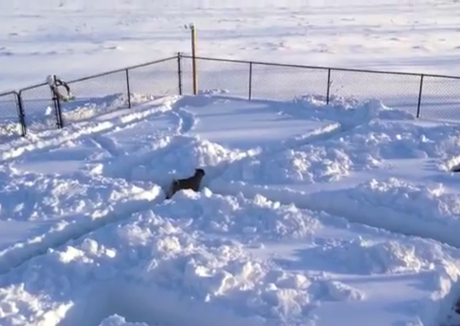 Entediado com a neve, dono fez um labirinto criativo para seu cachorrinho